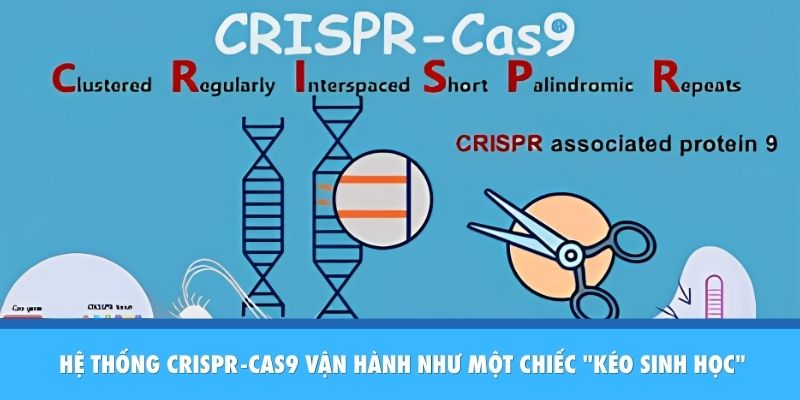 Chỉnh Sửa Gen CRISPR Trị Bệnh: Y Học Bước Sang Kỷ Nguyên Mới Hệ thống CRISPR-Cas9 vận hành như một chiếc "kéo sinh học"